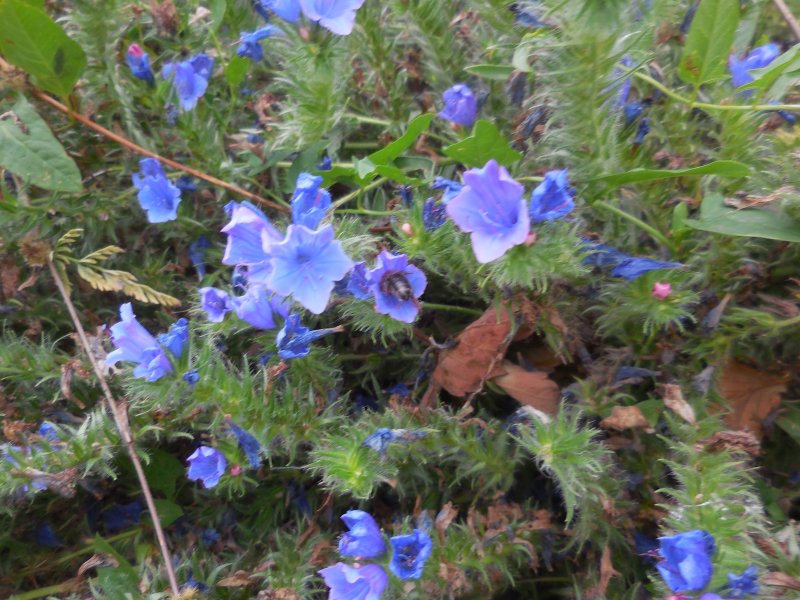 VIPERINE. Photo prise dans le jardin le 11 juillet. REMI JAYAT